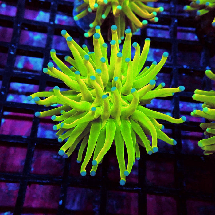 Euphyllia Holy Grail Torch
