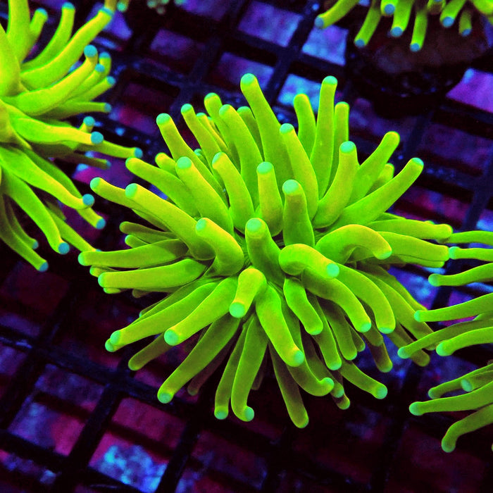 Euphyllia Holy Grail Torch