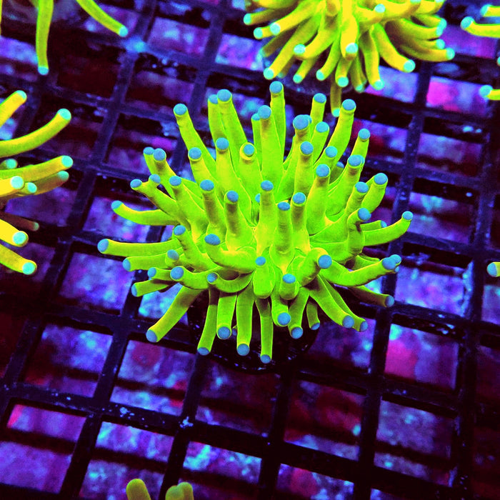 Euphyllia Holy Grail Torch