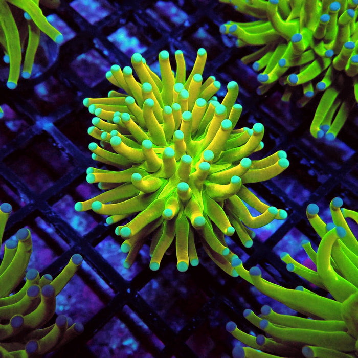 Euphyllia Holy Grail Torch