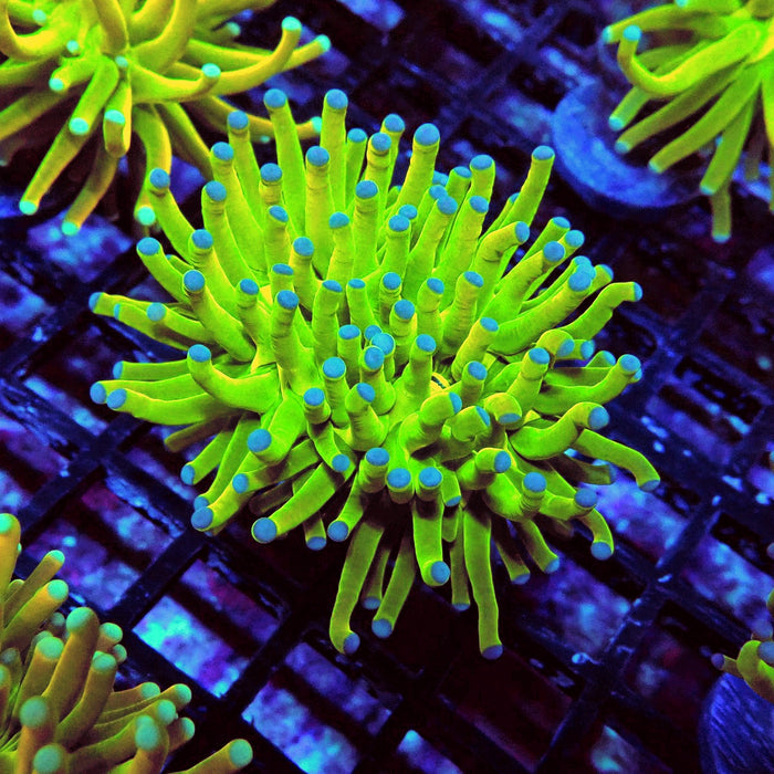 Euphyllia Holy Grail Torch