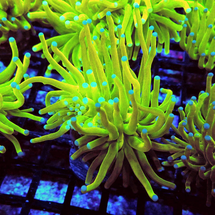 Euphyllia Holy Grail Torch