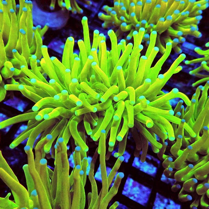 Euphyllia Holy Grail Torch