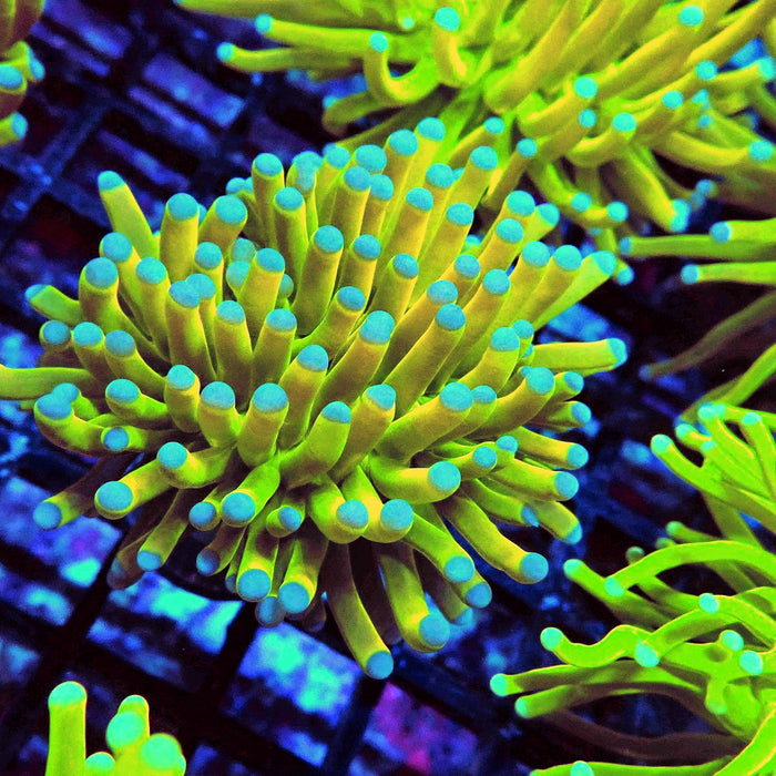 Euphyllia Holy Grail Torch