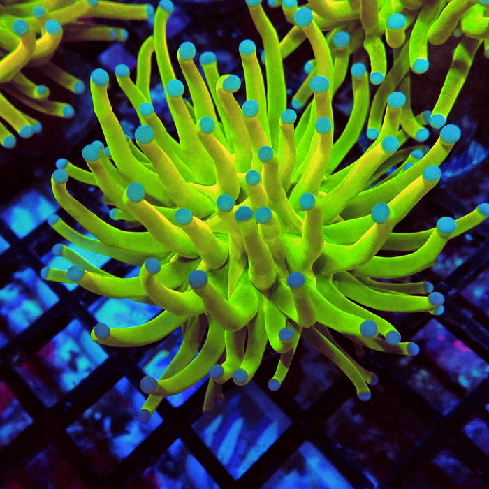 Euphyllia Holy Grail Torch