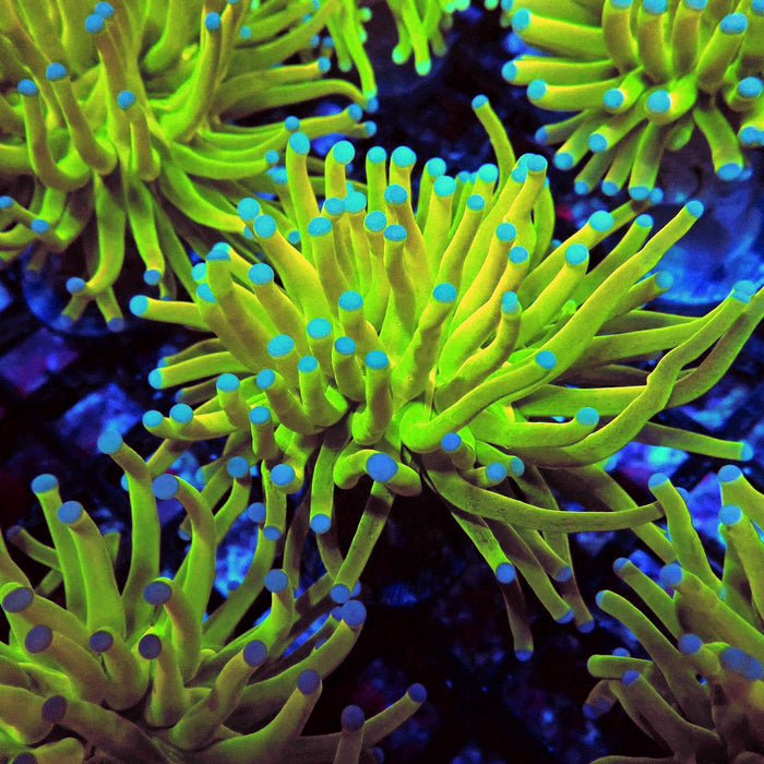 Euphyllia Holy Grail Torch