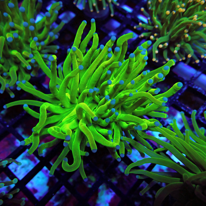 Euphyllia Holy Grail Torch