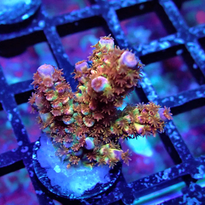 REx Rainbow Fireworks Tenuis Acro
