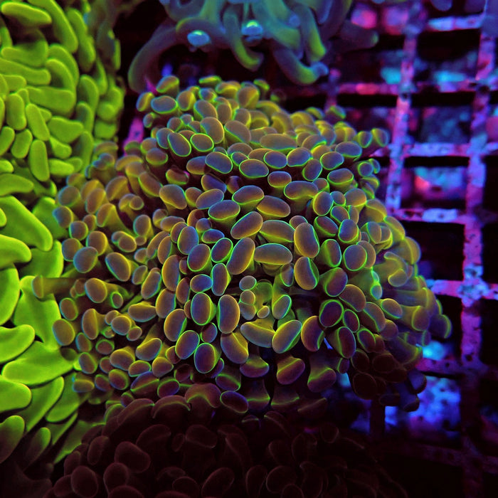 Rainbow Dragon Branching Hammer