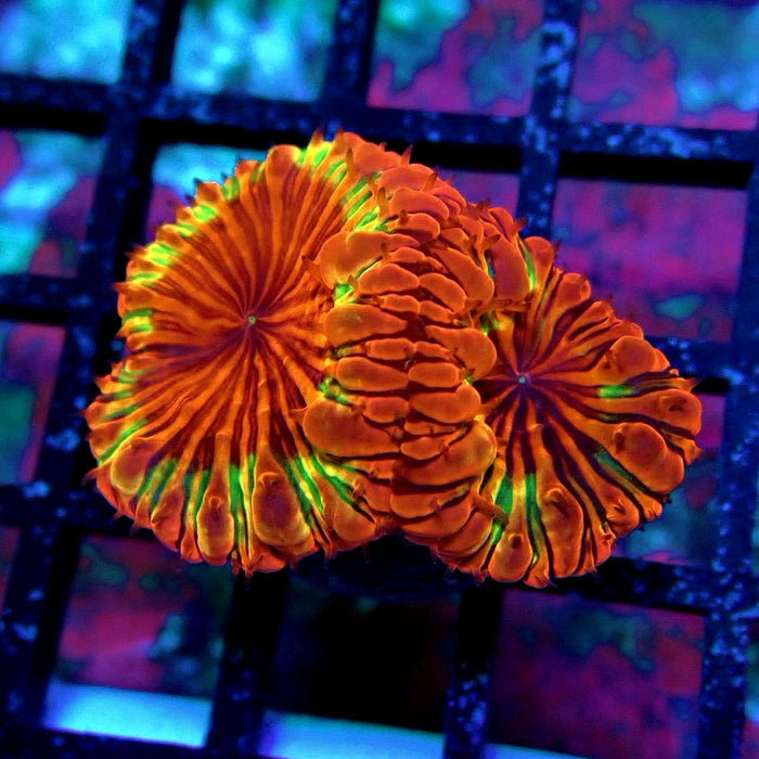 Blastomussa Premium Frag