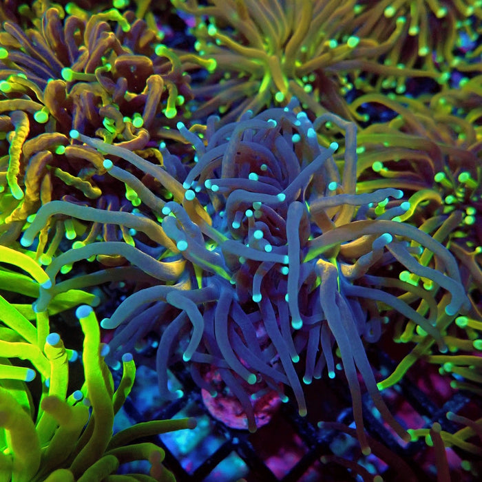 Tri-Color Torch