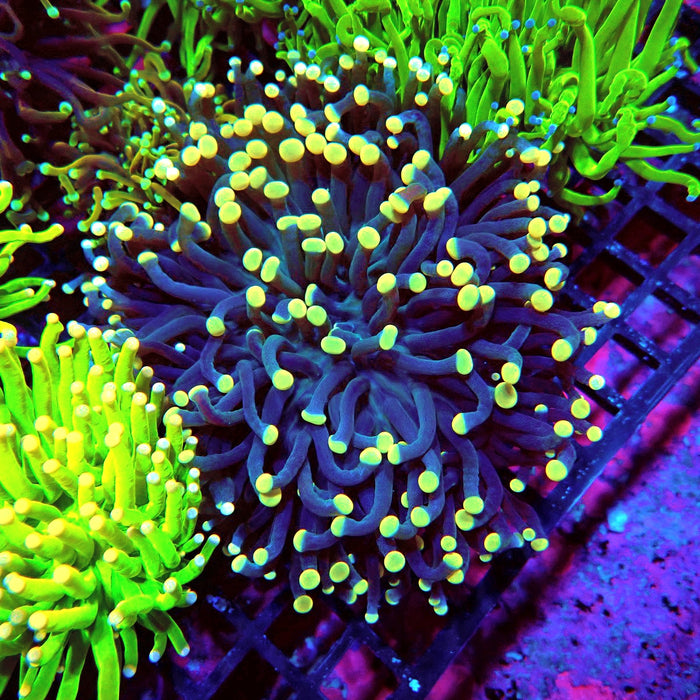 Blue Green Hulk Torch (Australia)