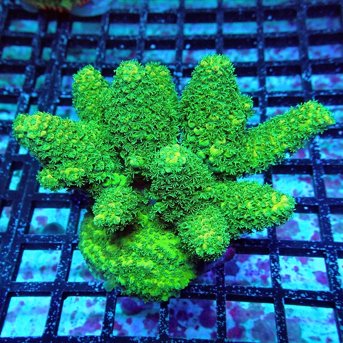 Acro Colony