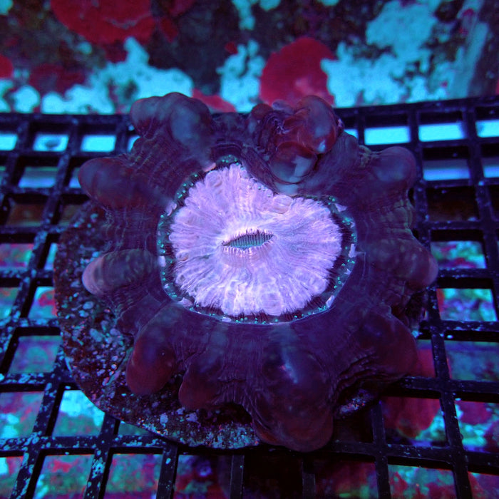 Cynarina Coral