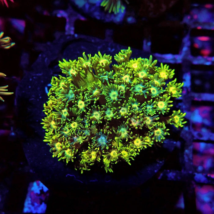 Multicolored Goniopora Colony