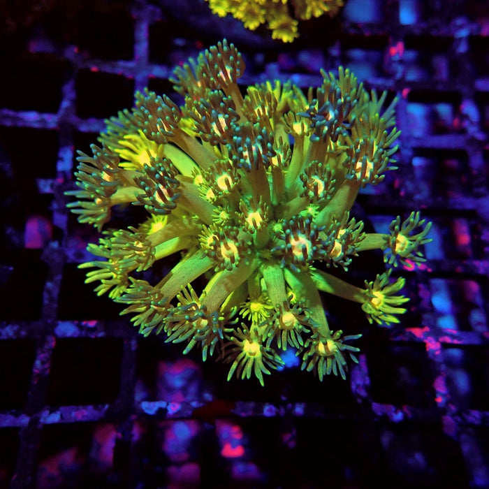 Multicolored Goniopora Colony