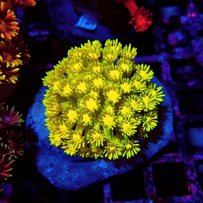 Multicolored Goniopora Colony