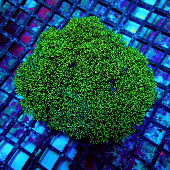 Sympodium Coral Colony