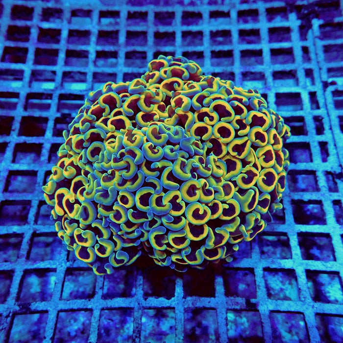 Euphyllia Gold Rainbow Wall Hammer