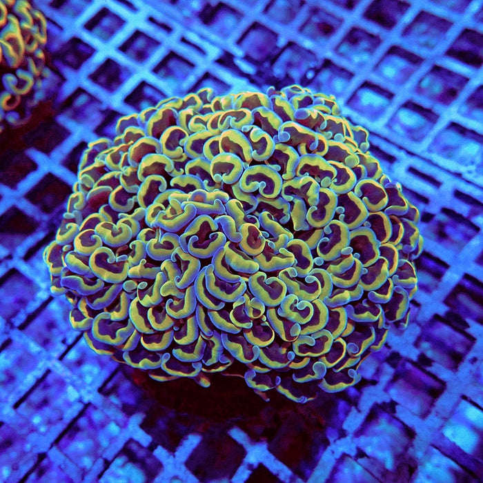 Euphyllia Gold Rainbow Wall Hammer