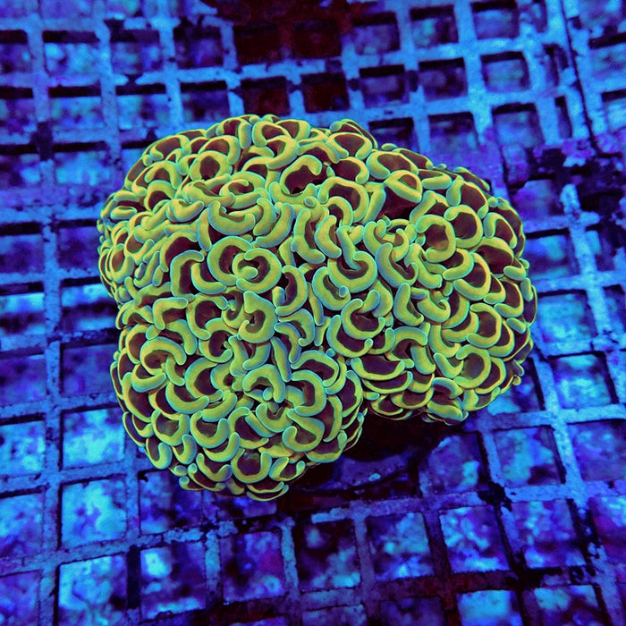 Euphyllia Gold Rainbow Wall Hammer