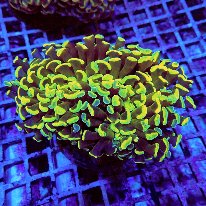 Euphyllia Gold Green Wall Hammer