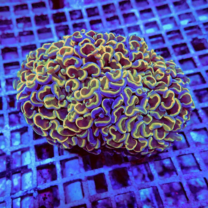 Euphyllia Gold Rainbow Wall Hammer