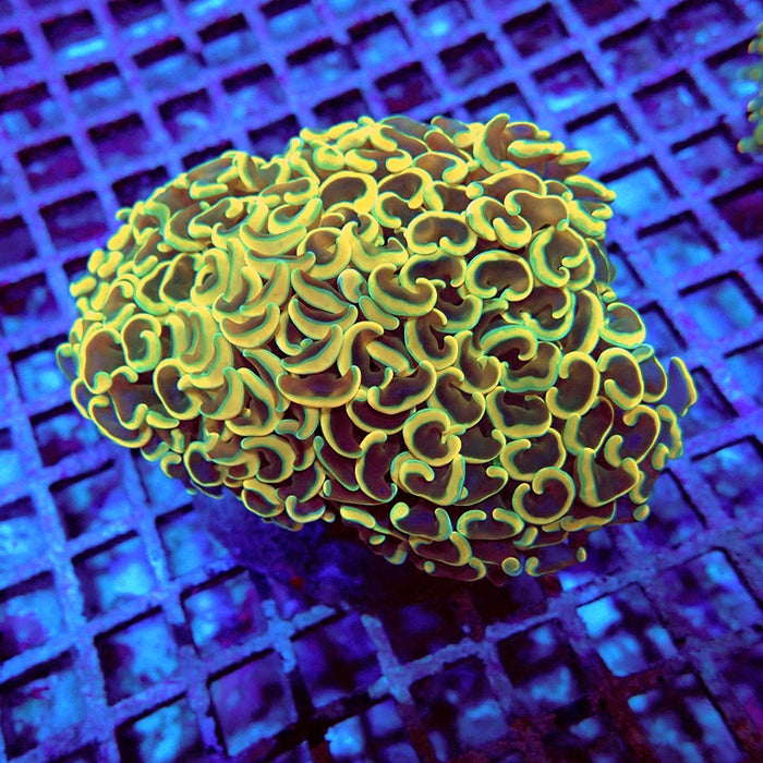 Euphyllia Gold Orange Wall Hammer