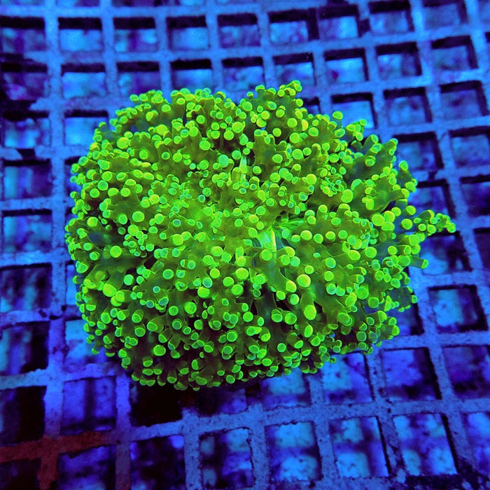 Euphyllia Neon Wall Frogspawn