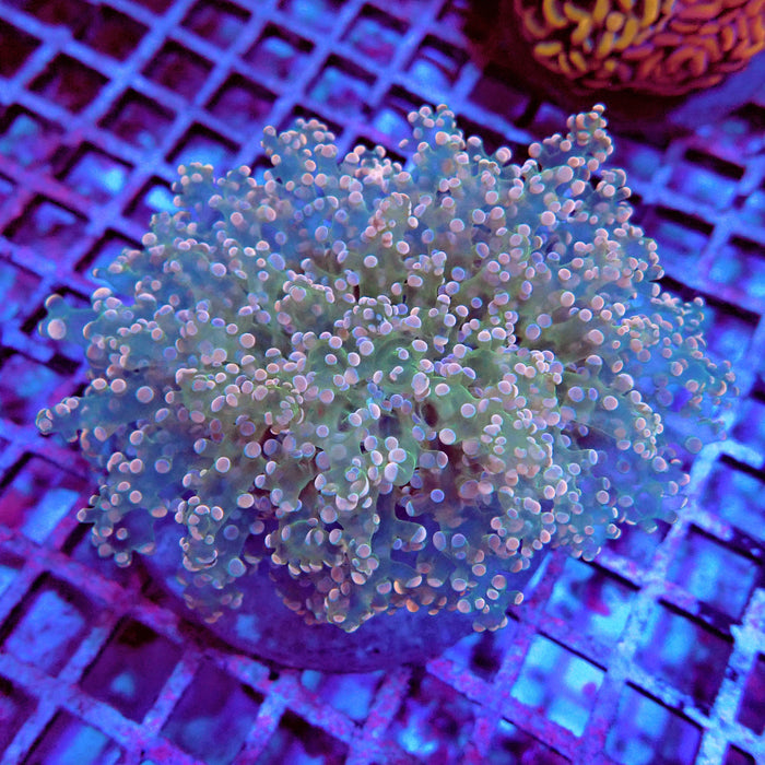 Euphyllia Green Orange Dots Wall Frogspawn