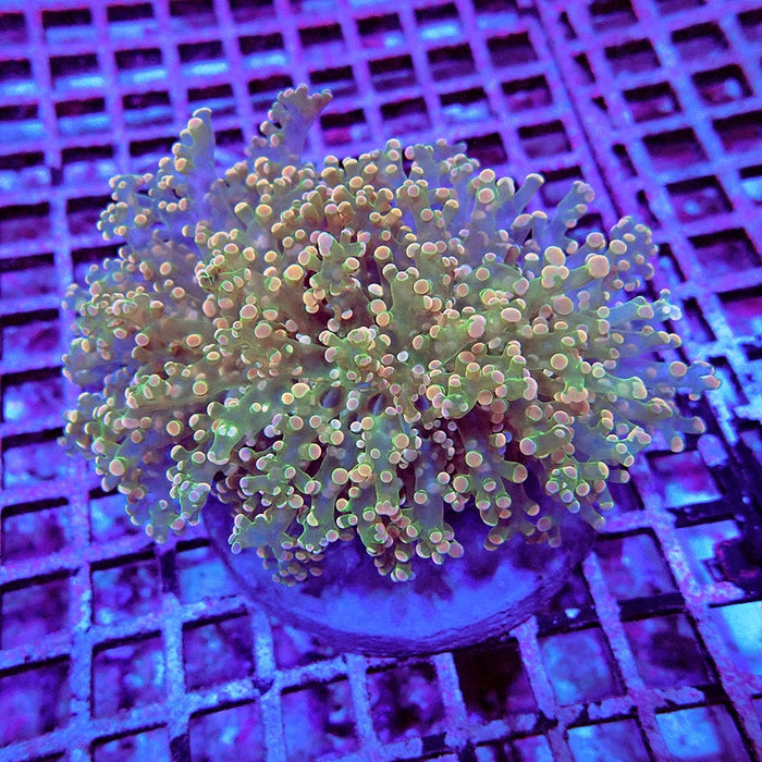 Euphyllia Green Orange Dots Wall Frogspawn