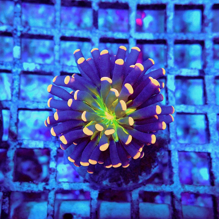Alien Eye Premium Cristata Torch