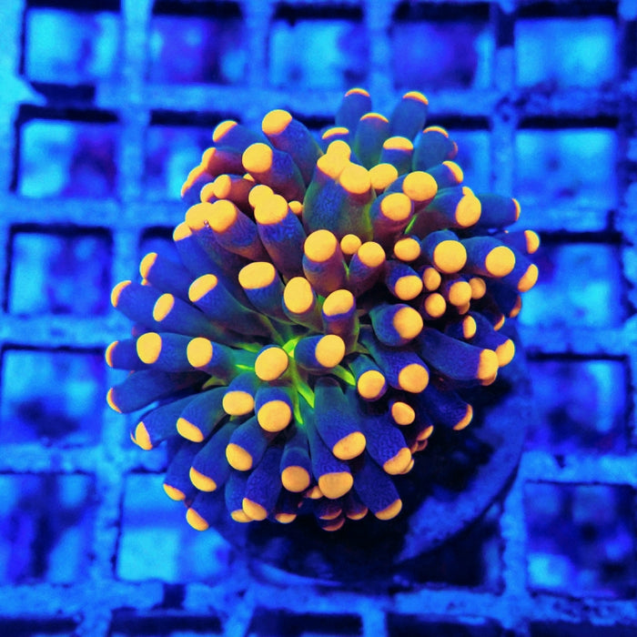 Alien Eye Premium Cristata Torch