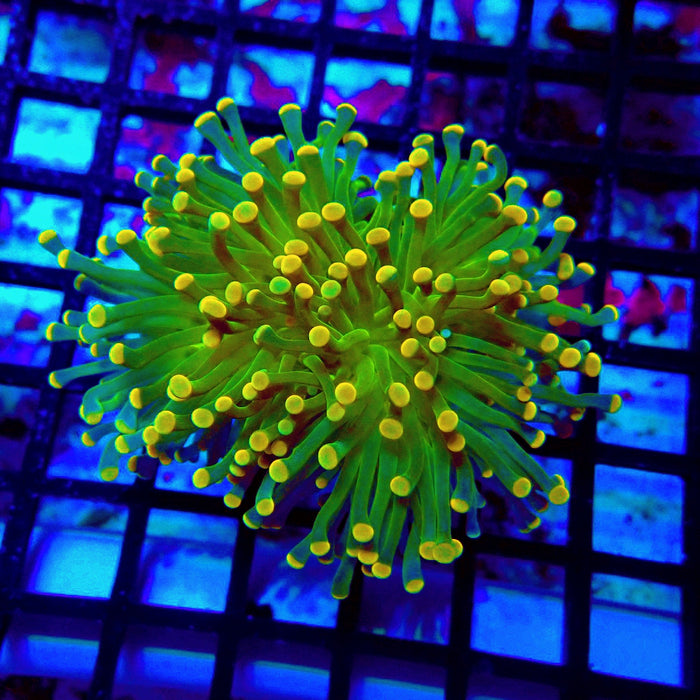 Crazy Neon Green Torch (Thick Skeleton)