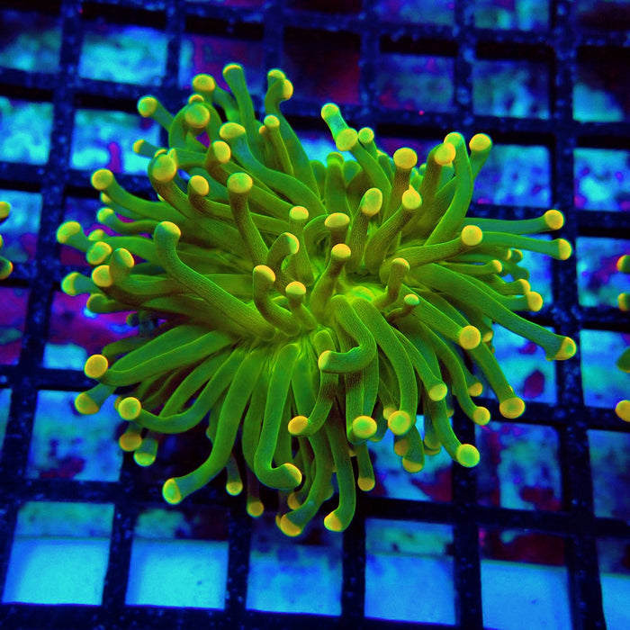 Crazy Neon Green Torch (Thick Skeleton)