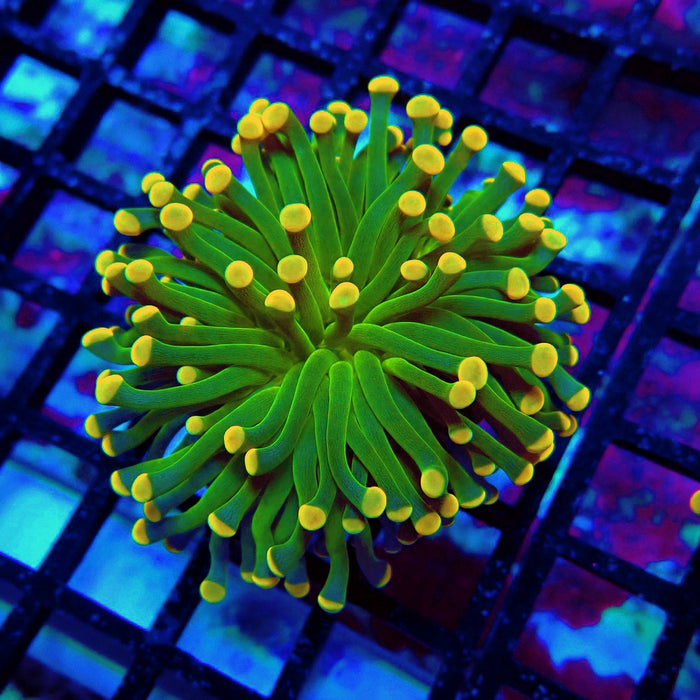 Crazy Neon Green Torch (Thick Skeleton)