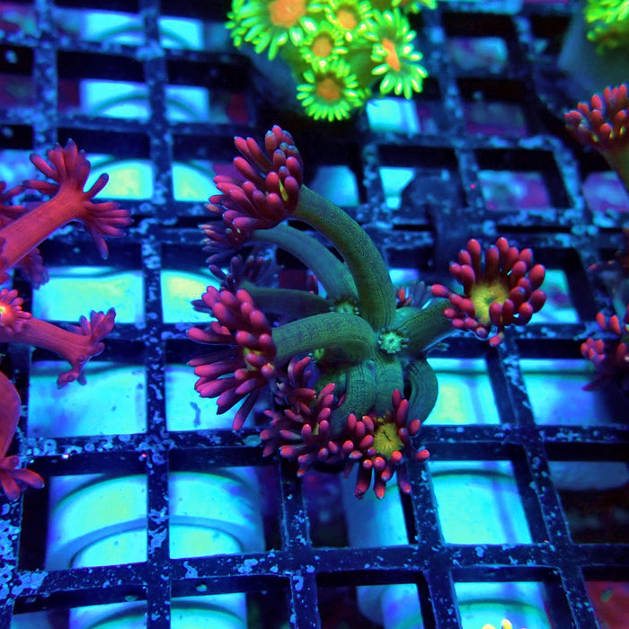 Tricolor Flower Goniopora Frag (Long Polyps)