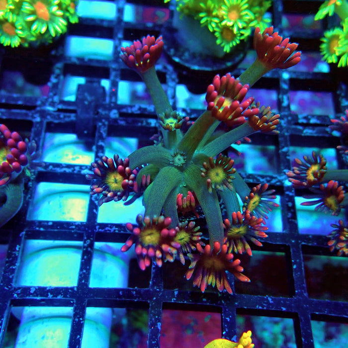 Tricolor Flower Goniopora Frag (Long Polyps)