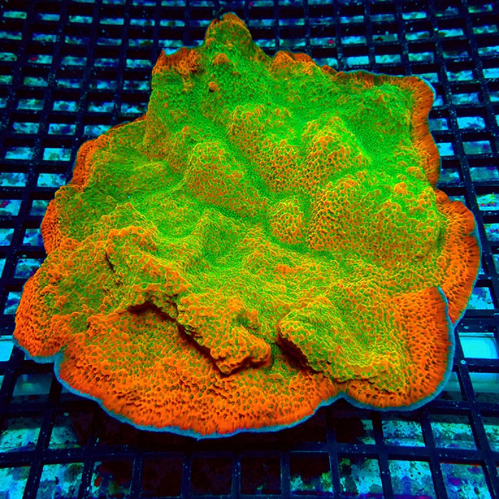 REx Rainbow Montipora