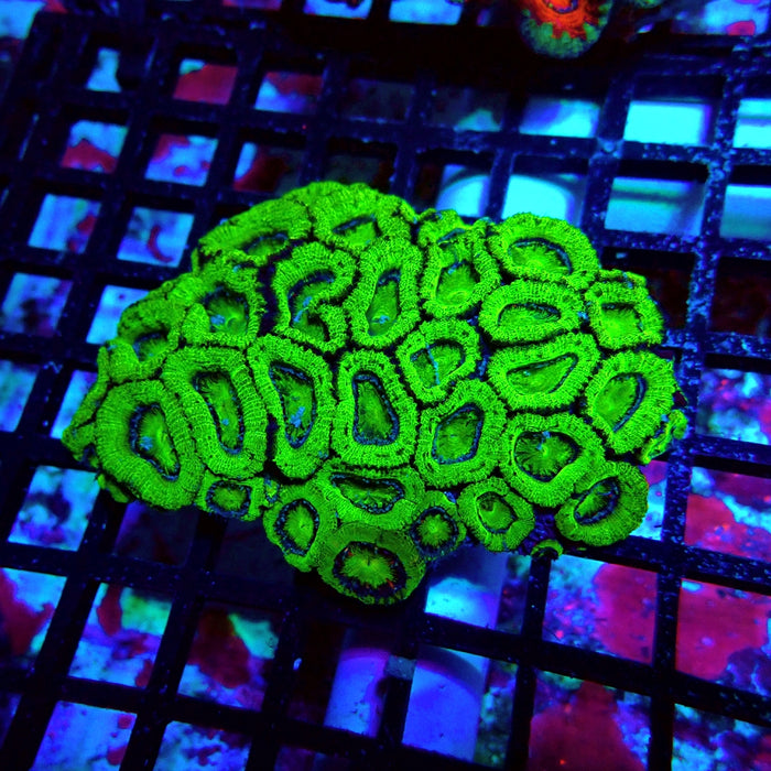 Acan Lord Colony