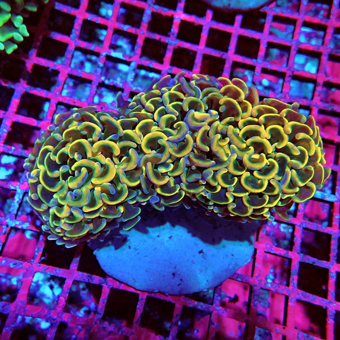 Euphyllia Gold Rainbow Wall Hammer