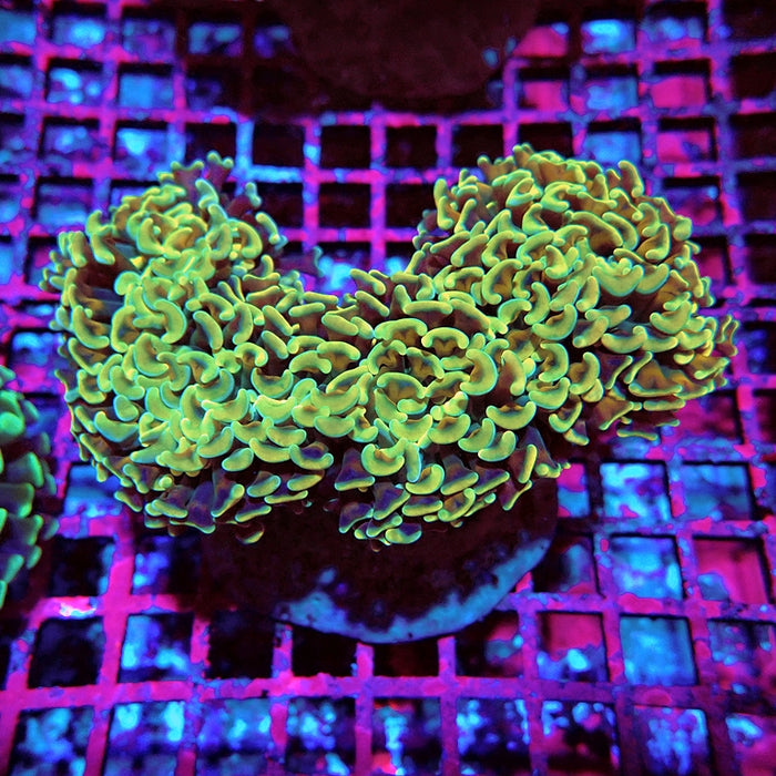 Euphyllia Gold Rainbow Wall Hammer