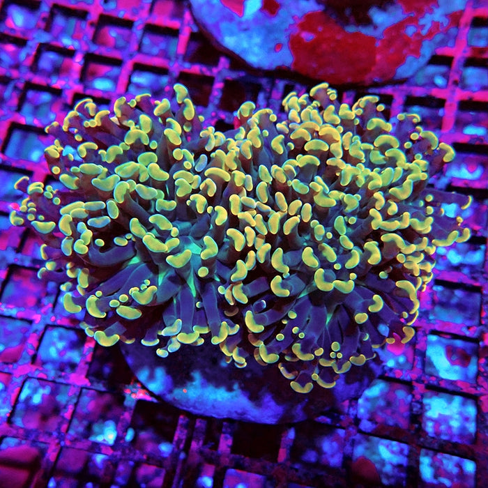 Euphyllia Gold Rainbow Wall Hammer
