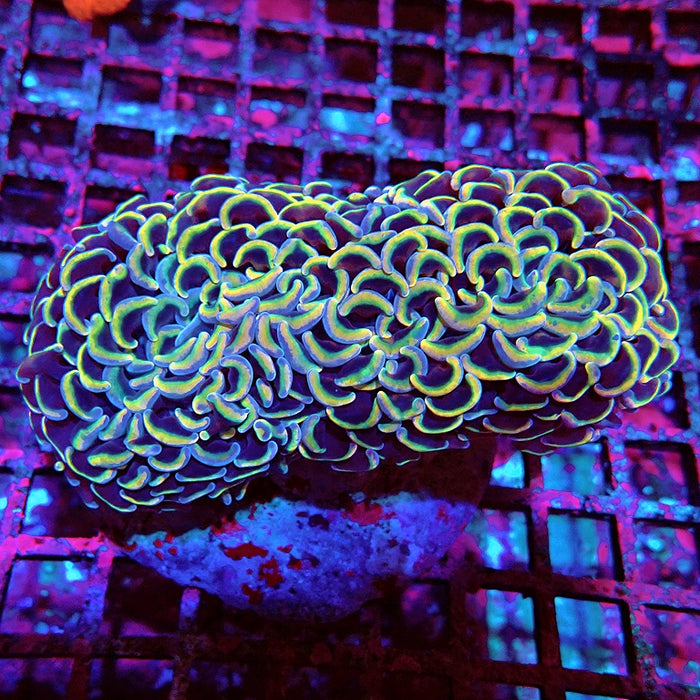 Euphyllia Gold Rainbow Wall Hammer