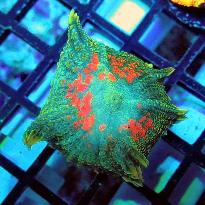 Rhodactis Bubble Orange Spots Premium