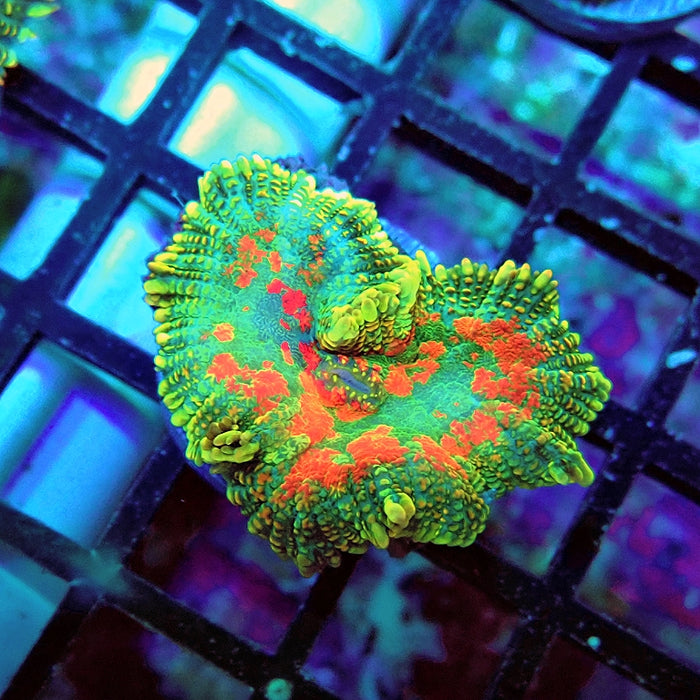 Rhodactis Bubble Orange Spots Premium