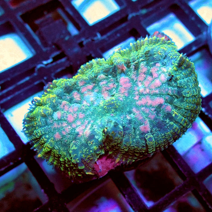 Rhodactis Pink Center Premium