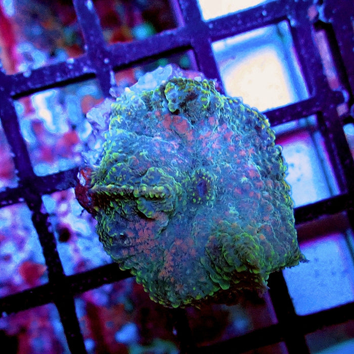 Rhodactis Pink Center Premium