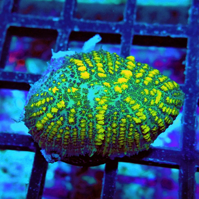 Rhodactis Green Yellow Bubbles