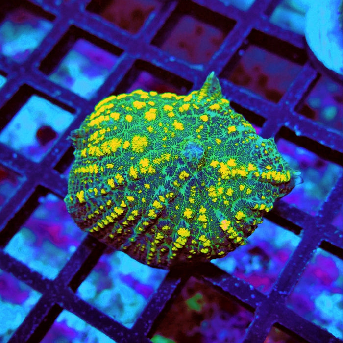 Rhodactis Green Yellow Bubbles